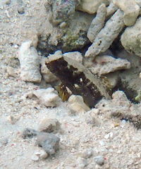 Skunk Shrimp-Goby photo 3