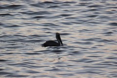 Pelecanus occidentalis