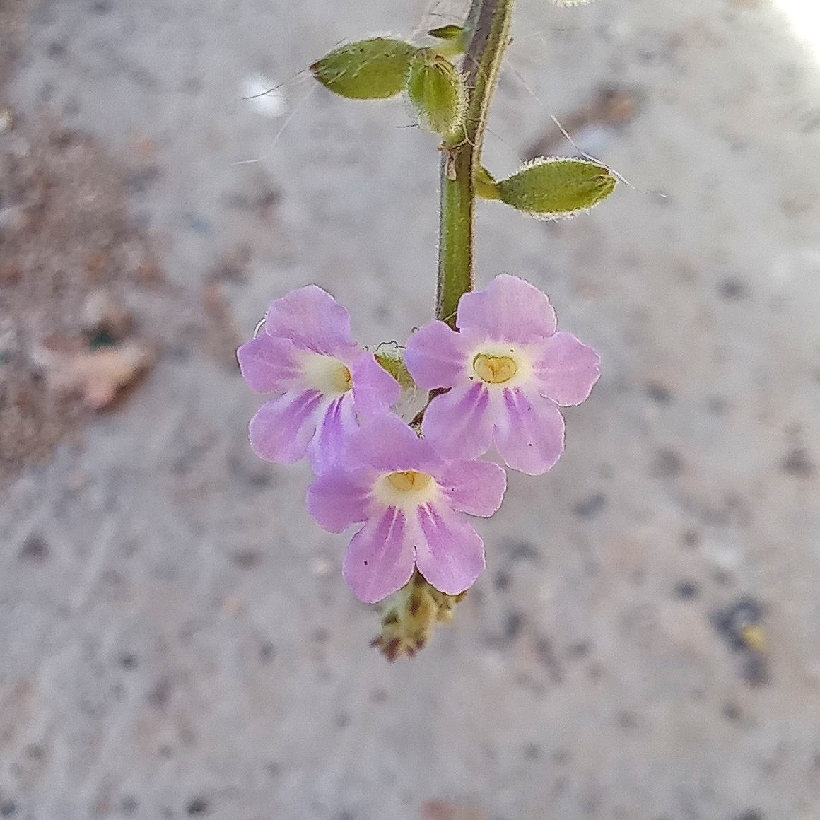 Imagem de Carrapicho
