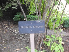 Sorbaria kirilowii