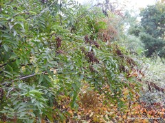 Sorbaria kirilowii
