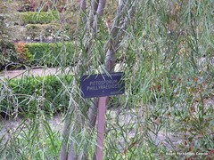 Pittosporum phillyreoides
