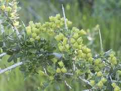 Ceanothus cuneatus cuneatus