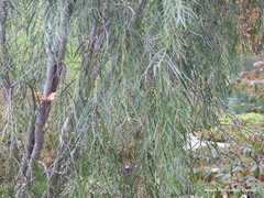 Pittosporum phillyreoides