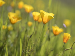 Eschscholzia californica californica