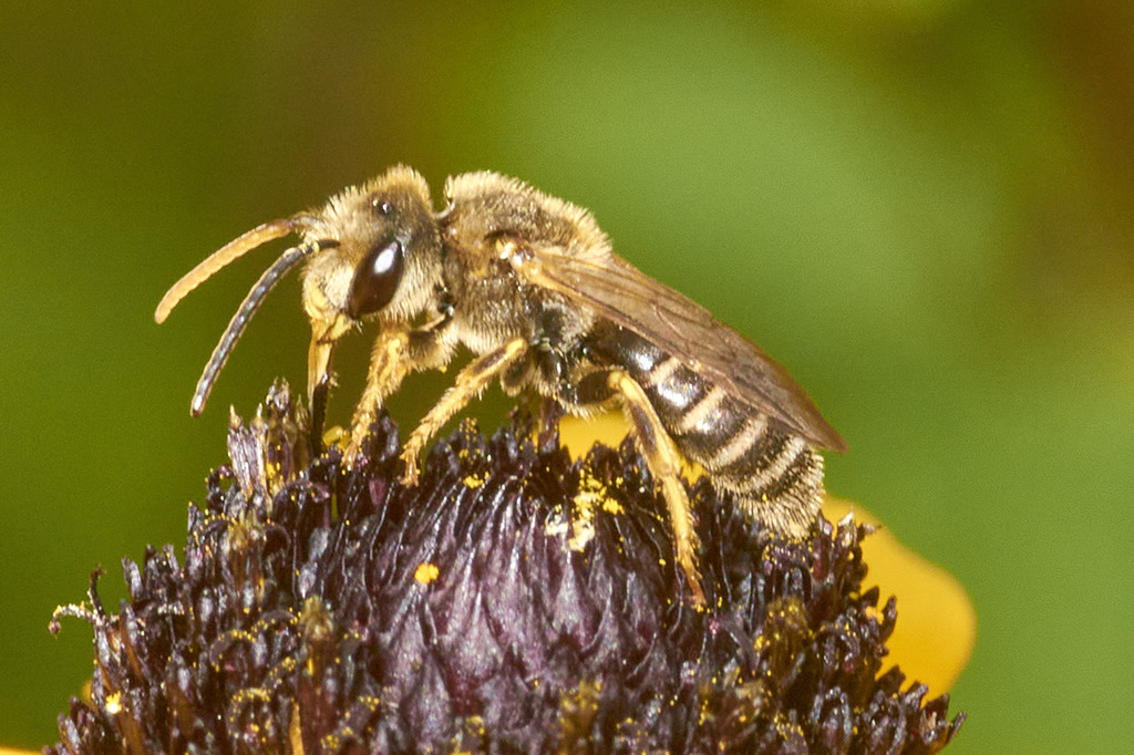 Ligated Furrow Bee from Hamilton County, OH, USA on August 2, 2023 at ...