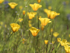 Eschscholzia californica californica
