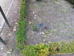 Cotoneaster buxifolius