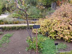 Itea ilicifolia
