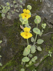 Erythranthe glaucescens