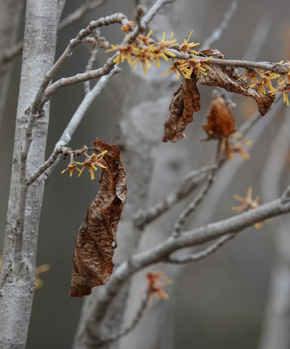Hamamelis mollis, photograph 5