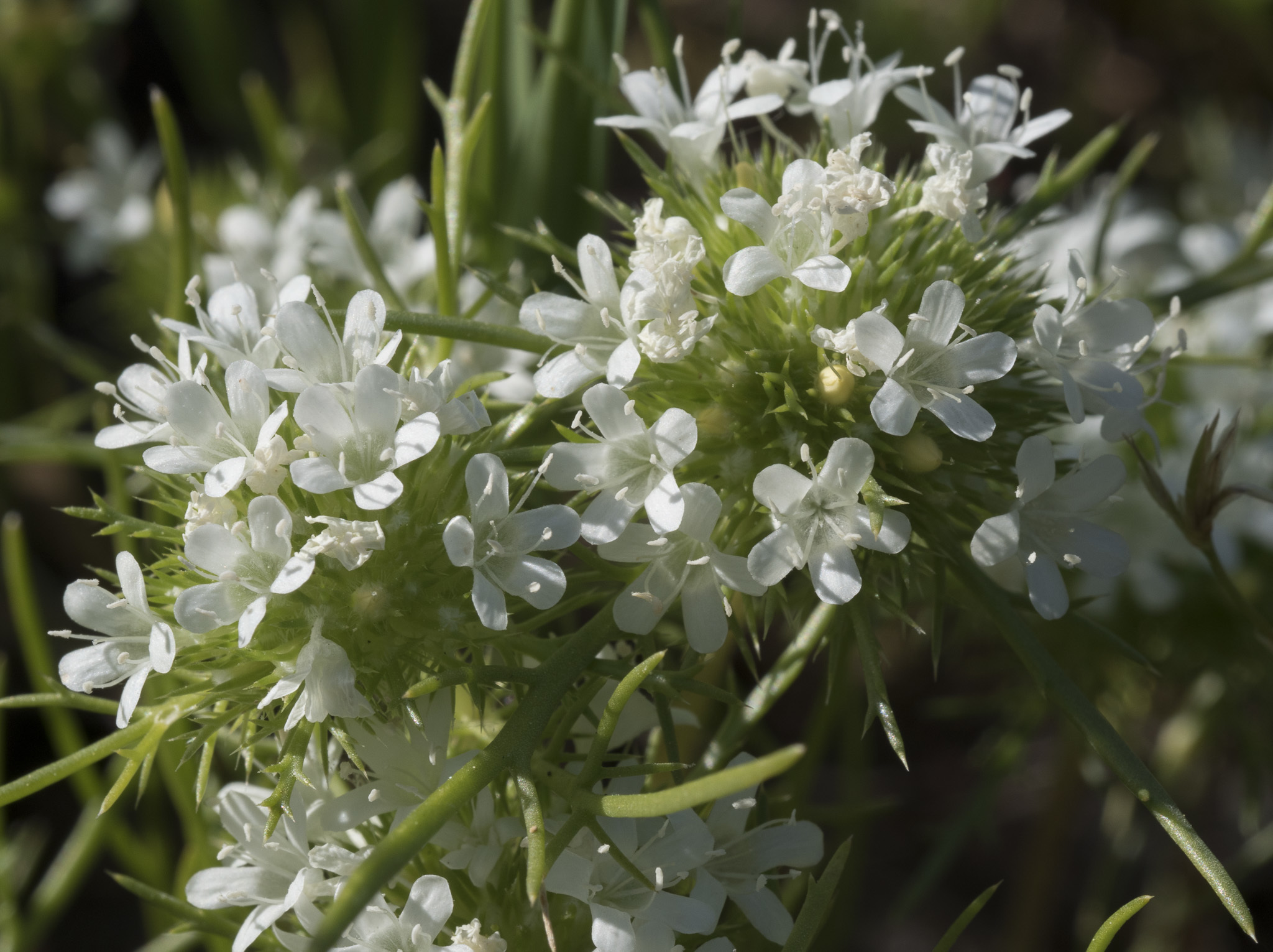 Navarretia leucocephala ssp. leucocephala
