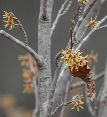 Hamamelis mollis, photograph 6