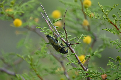 Gyascutus caelatus
