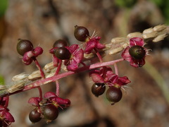 Trichostigma octandrum
