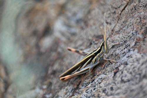 Texas Mermiria