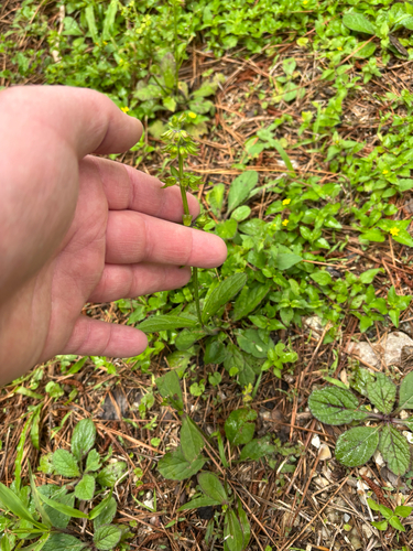 iNaturalist observation photo of lyreleaf sage