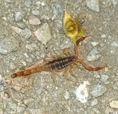 Centruroides baldazoi