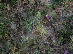 Tephrosia cinerea