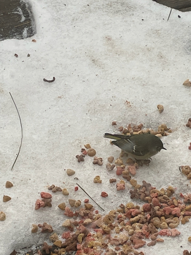 Ruby-crowned Kinglet photographed in North Carolina