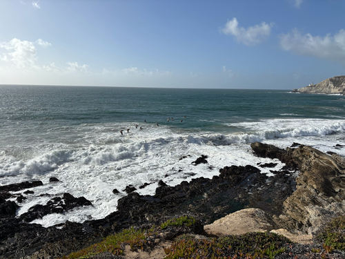 iNaturalist observation photo of Brown Pelican