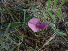 Tephrosia cinerea