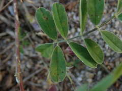 Tephrosia cinerea
