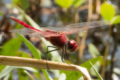 Urothemis assignata