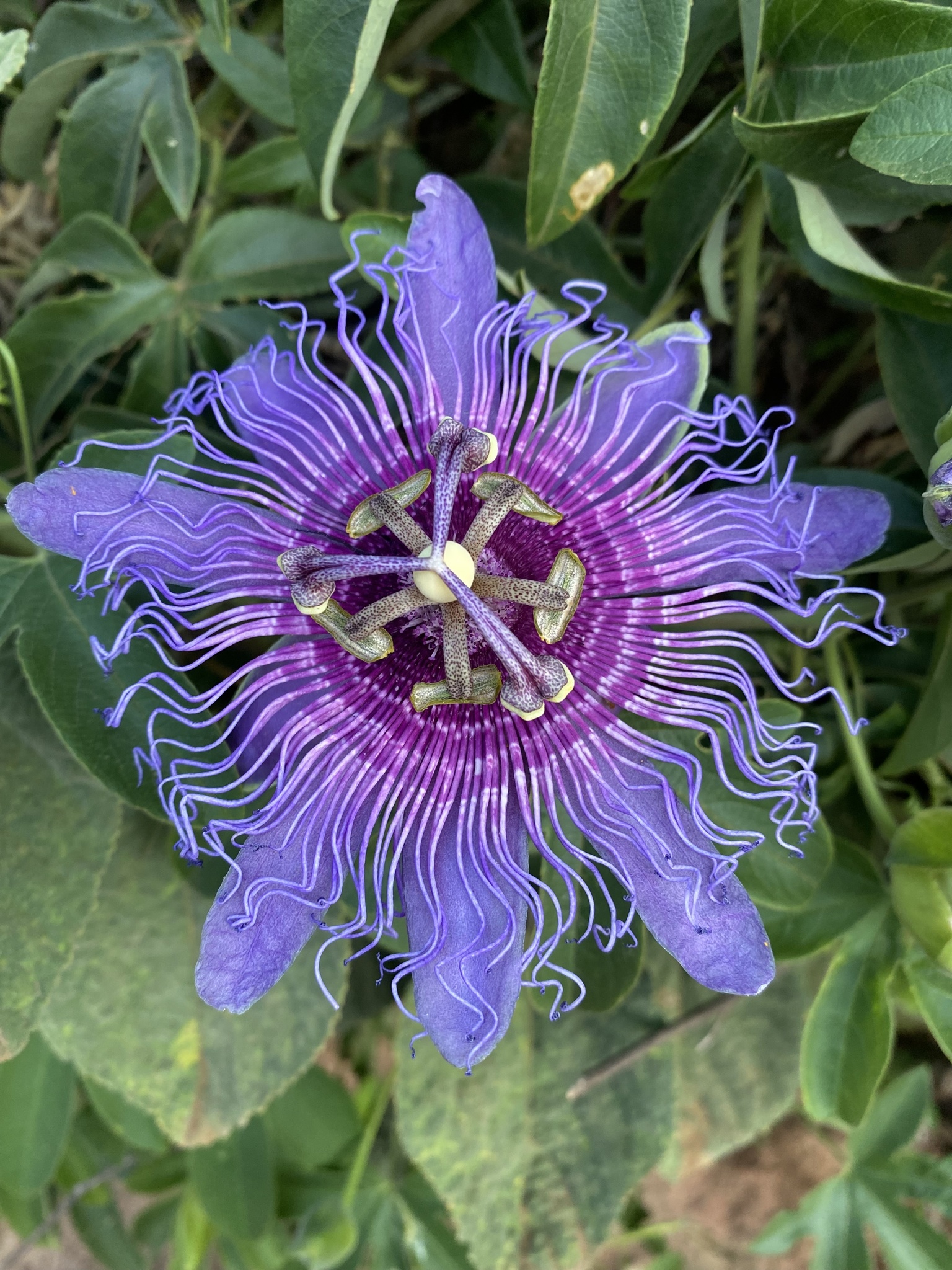 Passiflora cincinnata