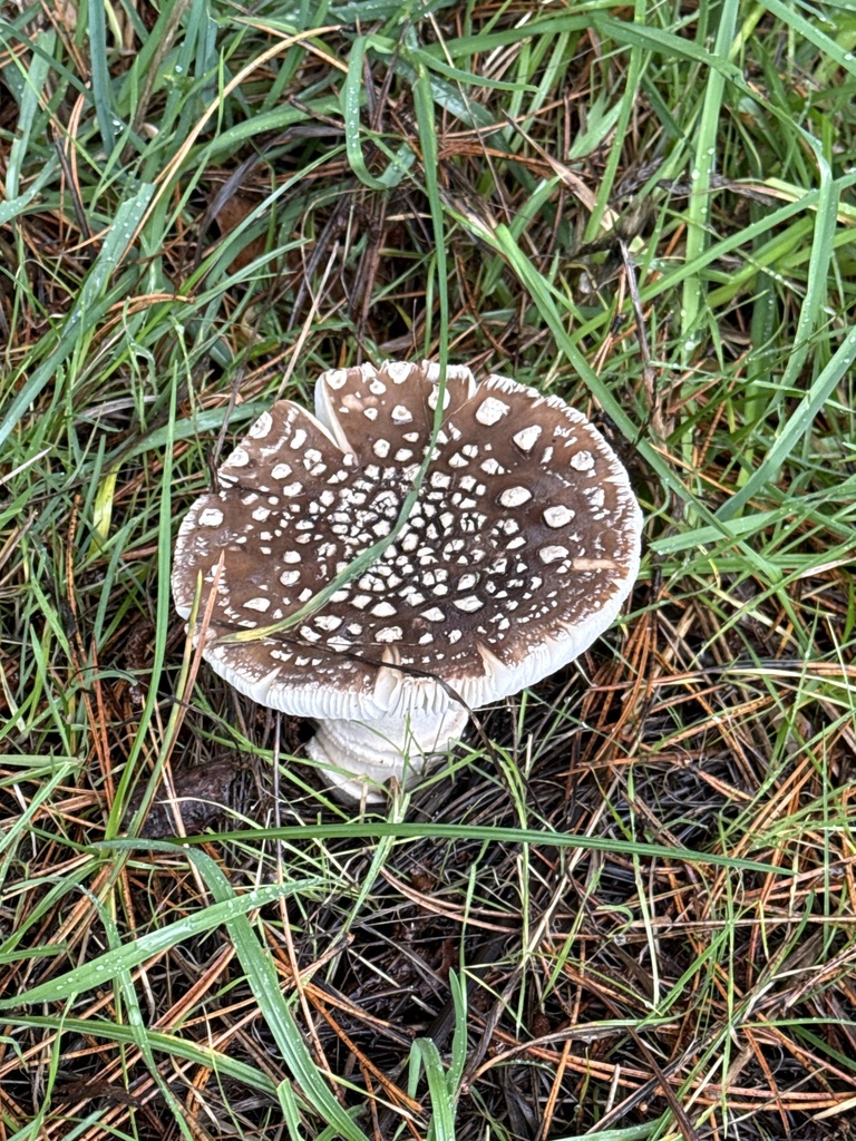 Amanita pantherinoides · January 2026 · photo: © oneofthedavesiknow (iNaturalist, cc0)