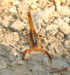 Centruroides baldazoi