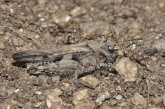 Acrotylus fischeri