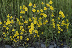 Erythranthe glaucescens