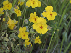 Erythranthe glaucescens