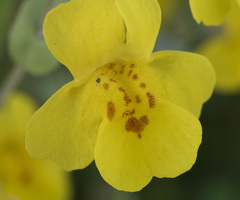 Erythranthe glaucescens