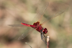 Urothemis assignata