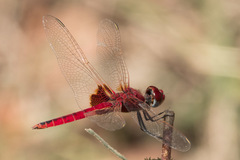 Urothemis assignata