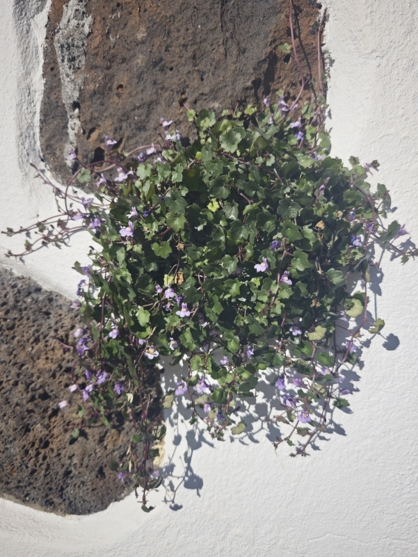 Palomilla de muro