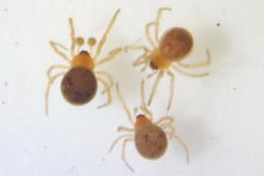 Ruborridion musivum