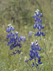 Lupinus nanus