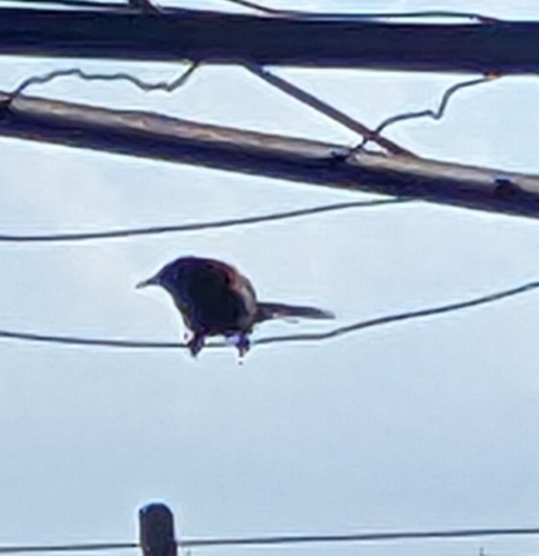 Epaulet Oriole (Icterus cayanensis), photo 5