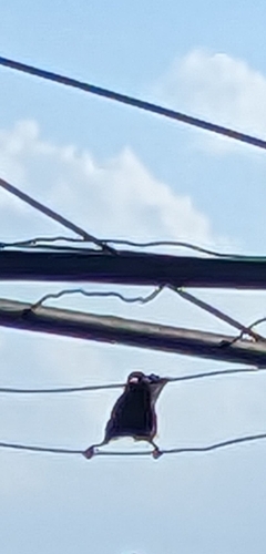 Epaulet Oriole (Icterus cayanensis), photo 6