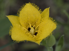 Calochortus monophyllus