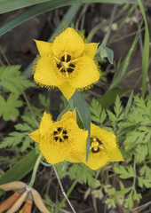 Calochortus monophyllus