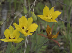 Calochortus monophyllus
