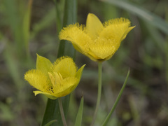 Calochortus monophyllus