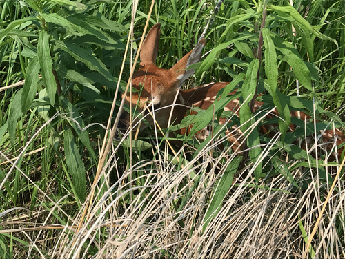 iNaturalist observation photo of White-tailed Deer