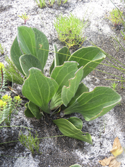Mairia coriacea