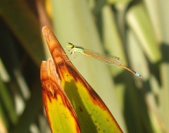 Ischnura aurora aurora