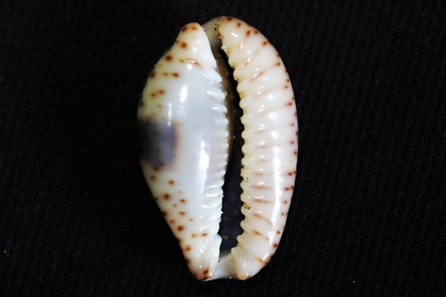 Eroded Cowry